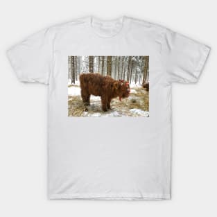 Scottish Highland Cattle Calf 1630 T-Shirt